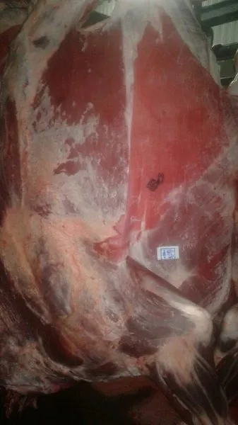 прямые поставки мяса в Китай. Быки. в Владивостоке