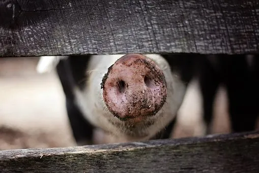 В Приморье обнаружили второй в 2022 году очаг африканской чумы свиней