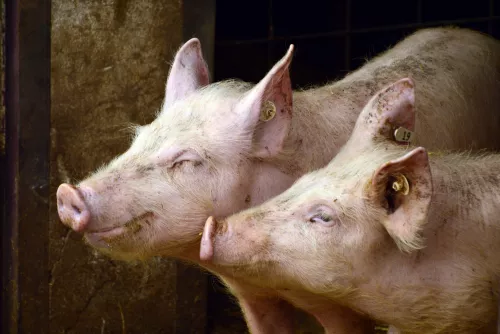 В Партизанском районе Приморья сняли карантин по африканской чуме свиней