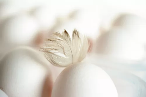 Голландские куры еще два года смогут снабжать яйцами Приморье
