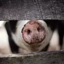 Приморье: свинопоголовье бьёт рекорды