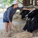 Жители Приморья смогут получить до 40 млн рублей на создание семейной молочной фермы