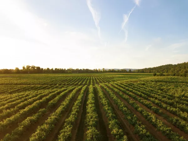 В Приморье в 2022 году производство сельхозпродукции увеличилось на 15%