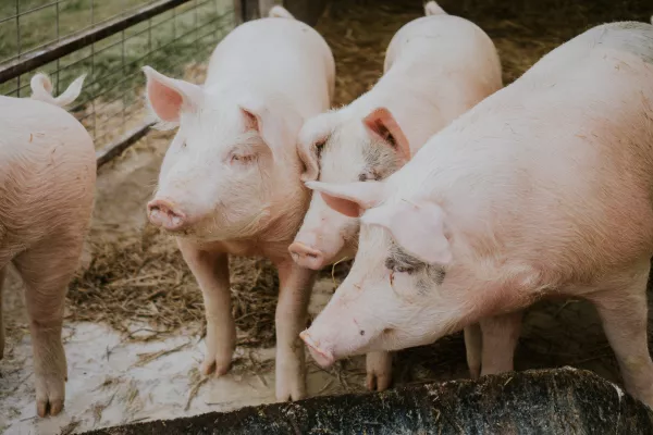 Вспышка африканской чумы свиней зарегистрирована на ферме «Русагро» в Приморье