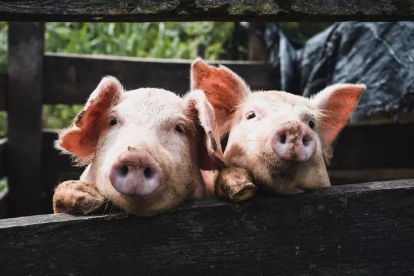 Режим готовности к вспышке африканской чумы свиней введен в Уссурийске