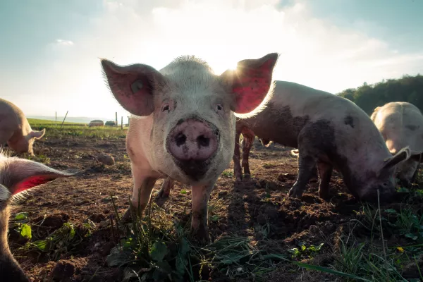 В Приморском крае ликвидированы вспышки африканской чумы свиней 