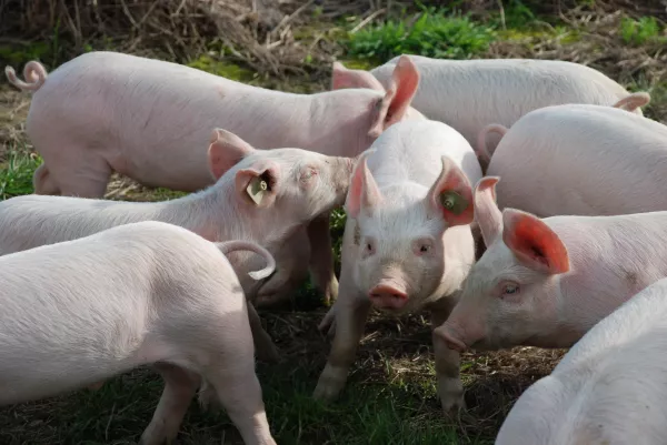 Новый очаг африканской чумы свиней обнаружили в одном из районов Приморья