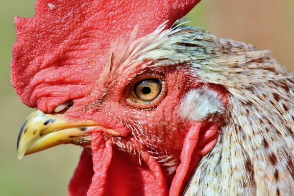 Очаг птичьего гриппа обнаружили в Спасском районе Приморья