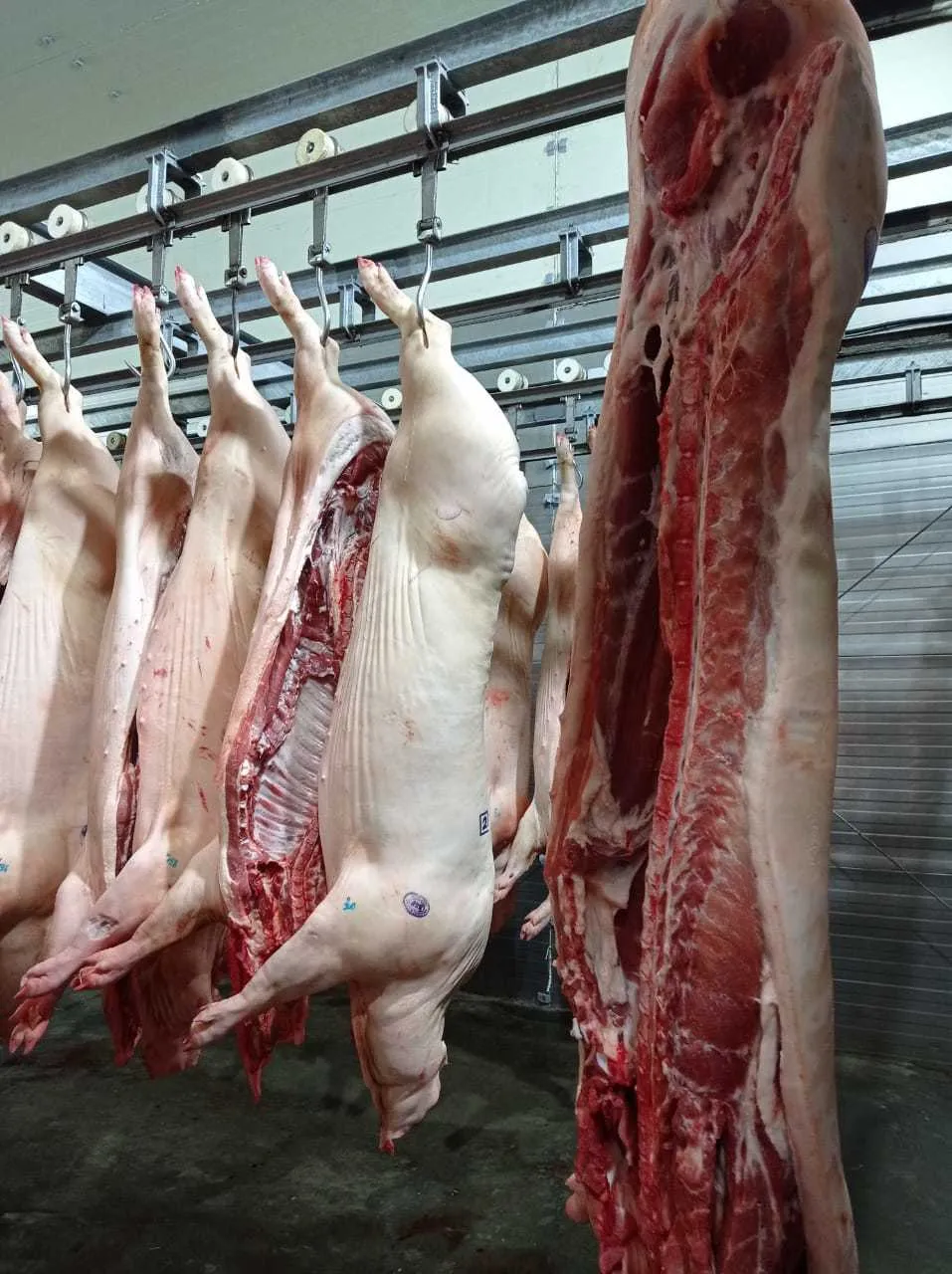 фотография продукта Продам свинину охлажденную 194 руб. кг.